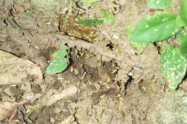 长沙白蚁防治,长沙灭白蚁,白蚁防治公司,守护者生物工程