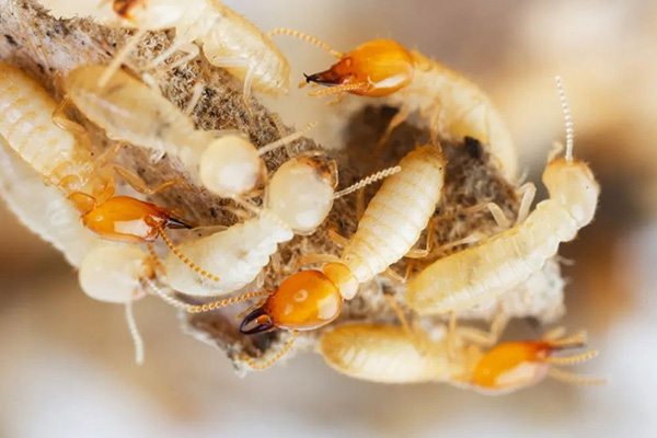 白蚁防治加盟,有害生物防制加盟,白蚁防治加盟,守护者生物工程