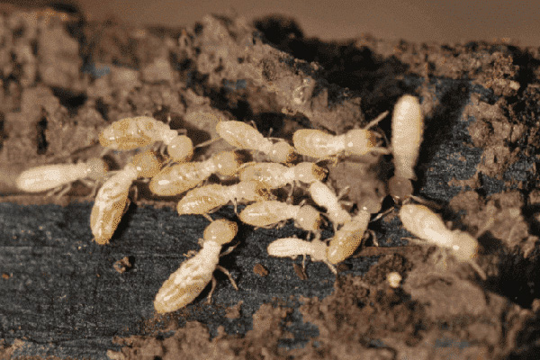 长沙白蚁防治,长沙灭白蚁,白蚁防治加盟,守护者生物工程