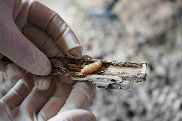 长沙白蚁防治,长沙灭白蚁,白蚁防治,守护者生物工程