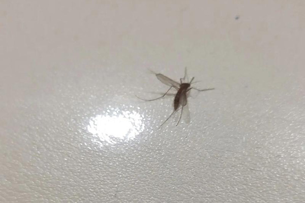 室内蚊虫不断出现，到底怎么防治才能彻底呢？