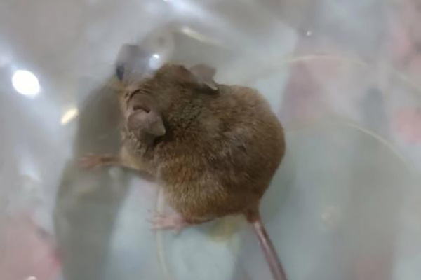 长沙老鼠防治,长沙灭鼠,老鼠防治,守护者生物工程