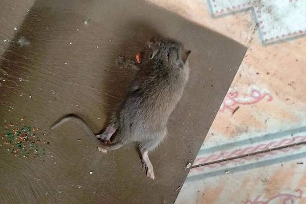 春季为何需格外关注老鼠防治工作？普通人应如何提前预防鼠患发生？